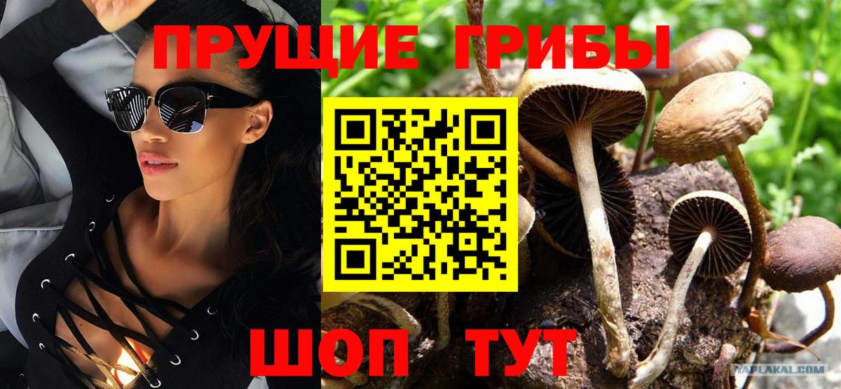 Галлюциногенные грибы Cubensis  Вход с VPN  Златоуст  где найти   Псилоцибиновые грибы Cubensis 